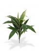 Draceana Bouquet variegato 60 cm