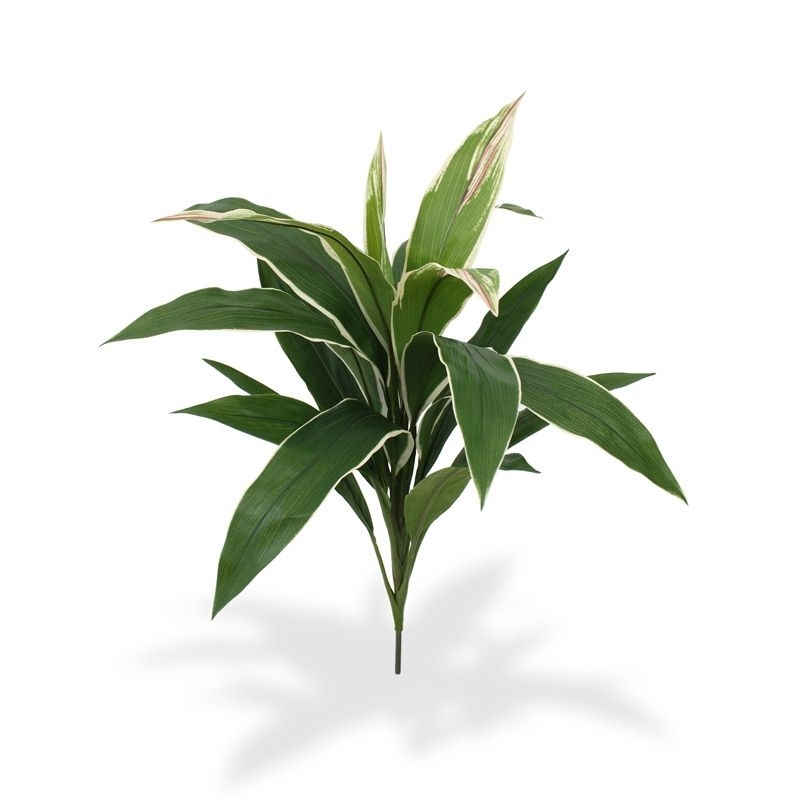 Draceana Bouquet variegato 60 cm