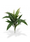 Draceana Bouquet variegato 60 cm
