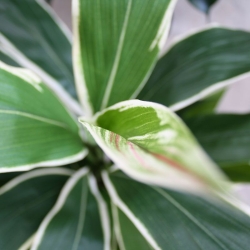 Draceana Bouquet variegato 60 cm