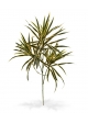 Ramo artificiale Draceana 80 cm - variegato