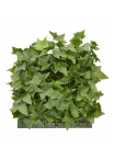 Tappeto di edera artificiale 25x25 cm resistente ai raggi UV