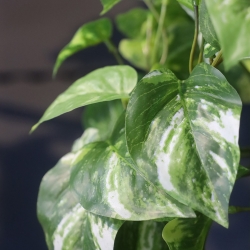 Pothos artificiale da appendere 60 cm