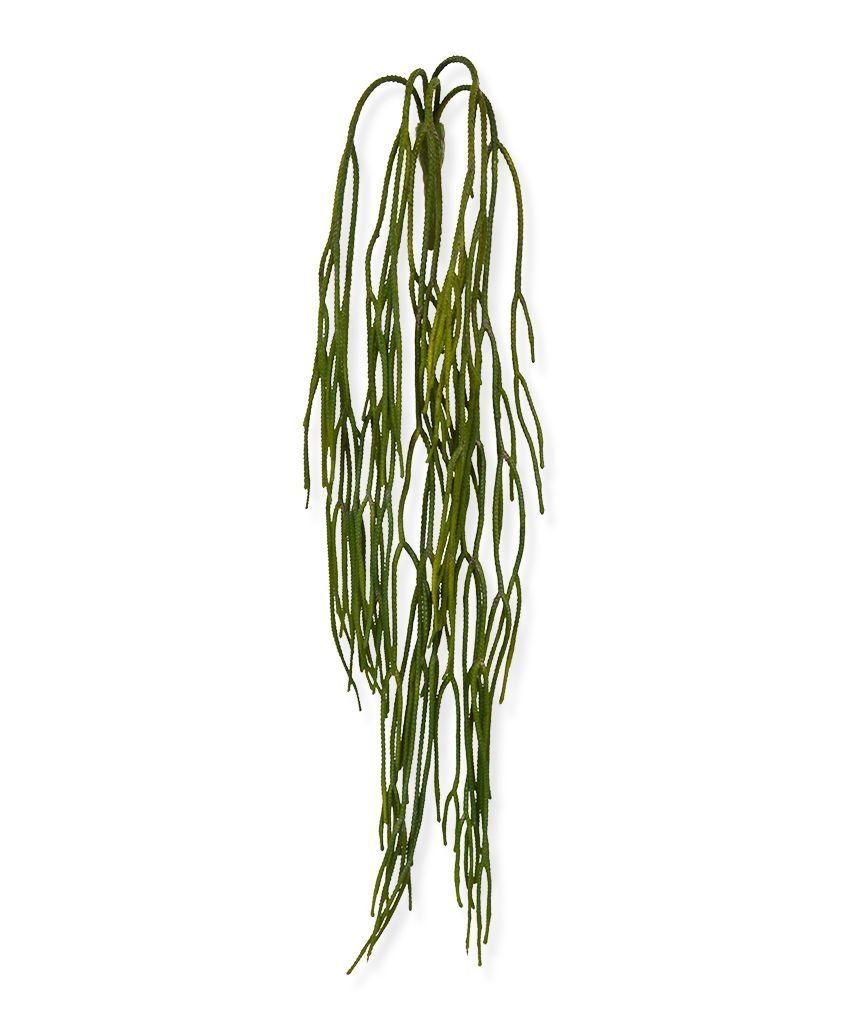 Ciondolo artificiale Rhipsalis Pilocarpa 65 cm