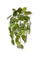 Pothos art pianta ricadente deluxe 70 cm - variegato