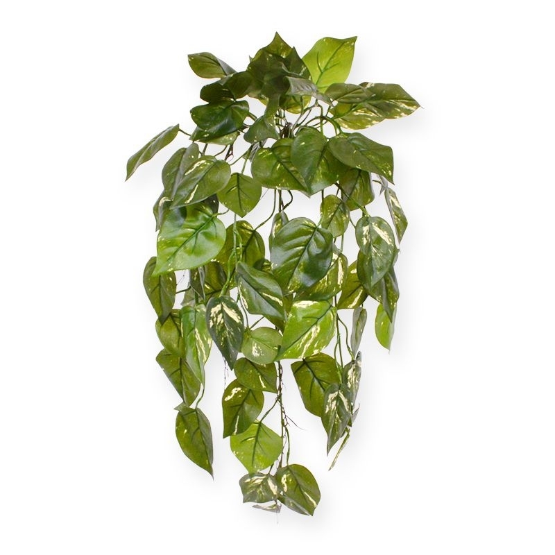 Pothos art pianta ricadente deluxe 70 cm - variegato