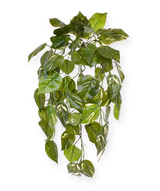 Pothos art pianta ricadente deluxe 70 cm - variegato