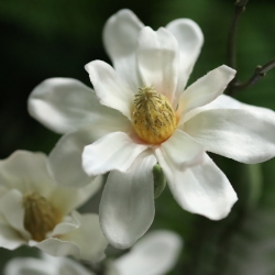Ramo di Magnolia Artificiale 83cm Crema