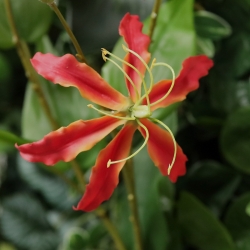 Gloriosa fiore artificiale arancione 75 cm