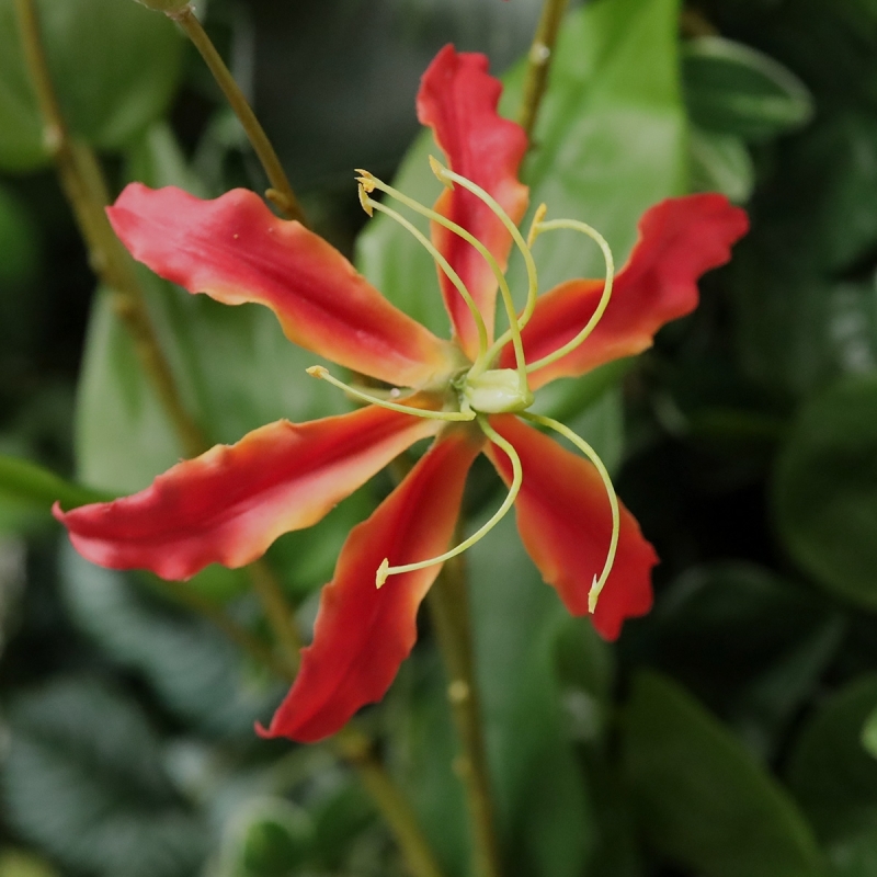 Gloriosa fiore artificiale arancione 75 cm