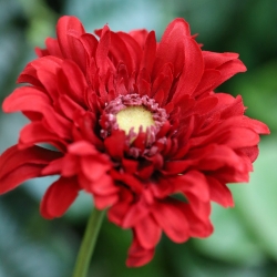 Gerbera Vanda Artificiale 48cm Rossa