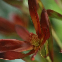 Leucadendron Artificiale 89cm Borgogna