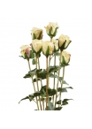Pacchetto di rose artificiali x8 70 cm crema