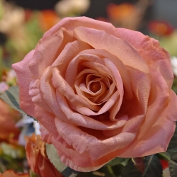 Ramo di rosa artificiale Elizabeth RT 65 cm salmone