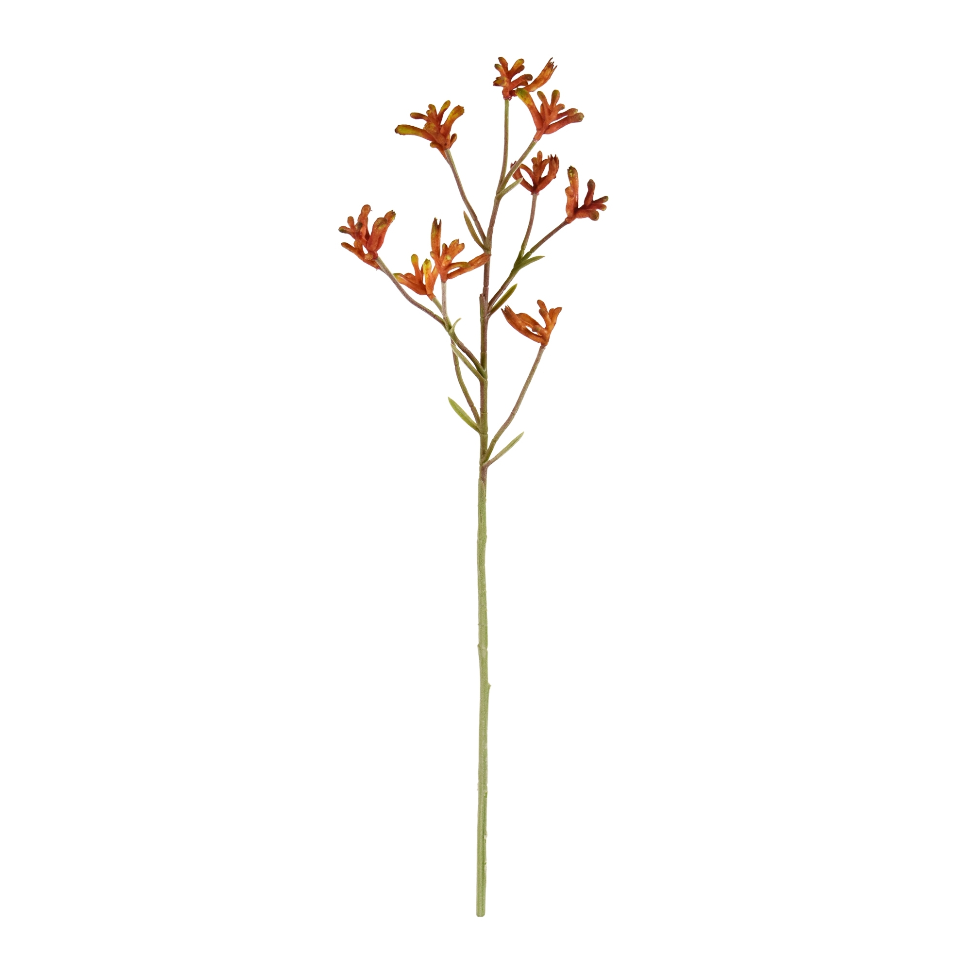 Ramo di canguro 70 cm - arancione