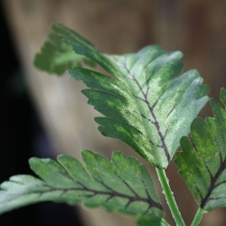 Foglia di felce Pteris 50 cm