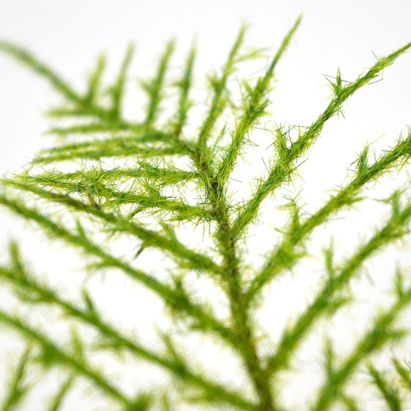 Ramo artificiale di asparagi 55 cm