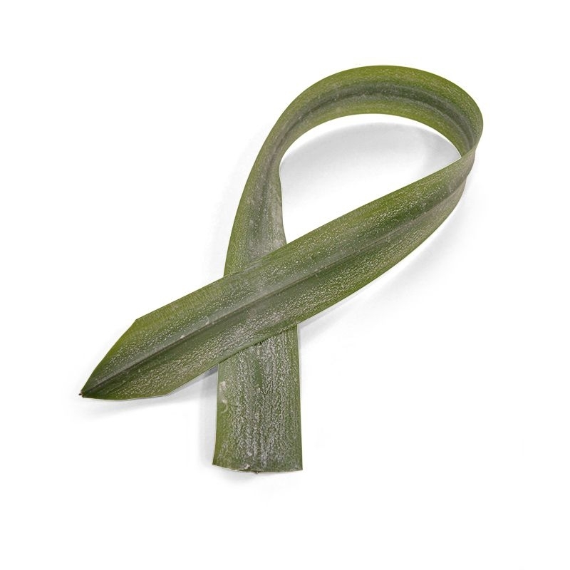 Foglia di Aspidistra artificiale 75 cm verde