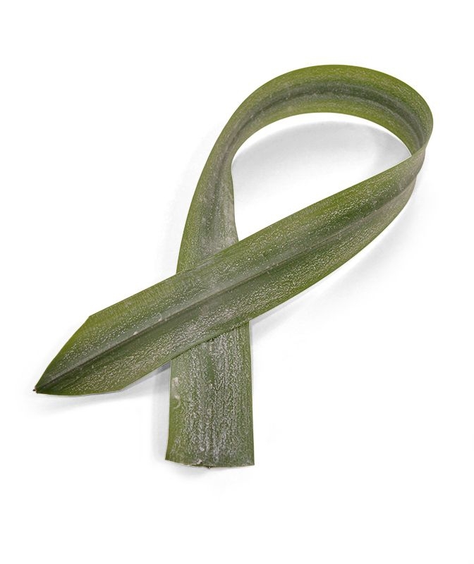 Foglia di Aspidistra artificiale 75 cm verde