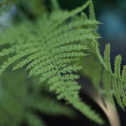 Ramo di asparago artificiale 66 cm