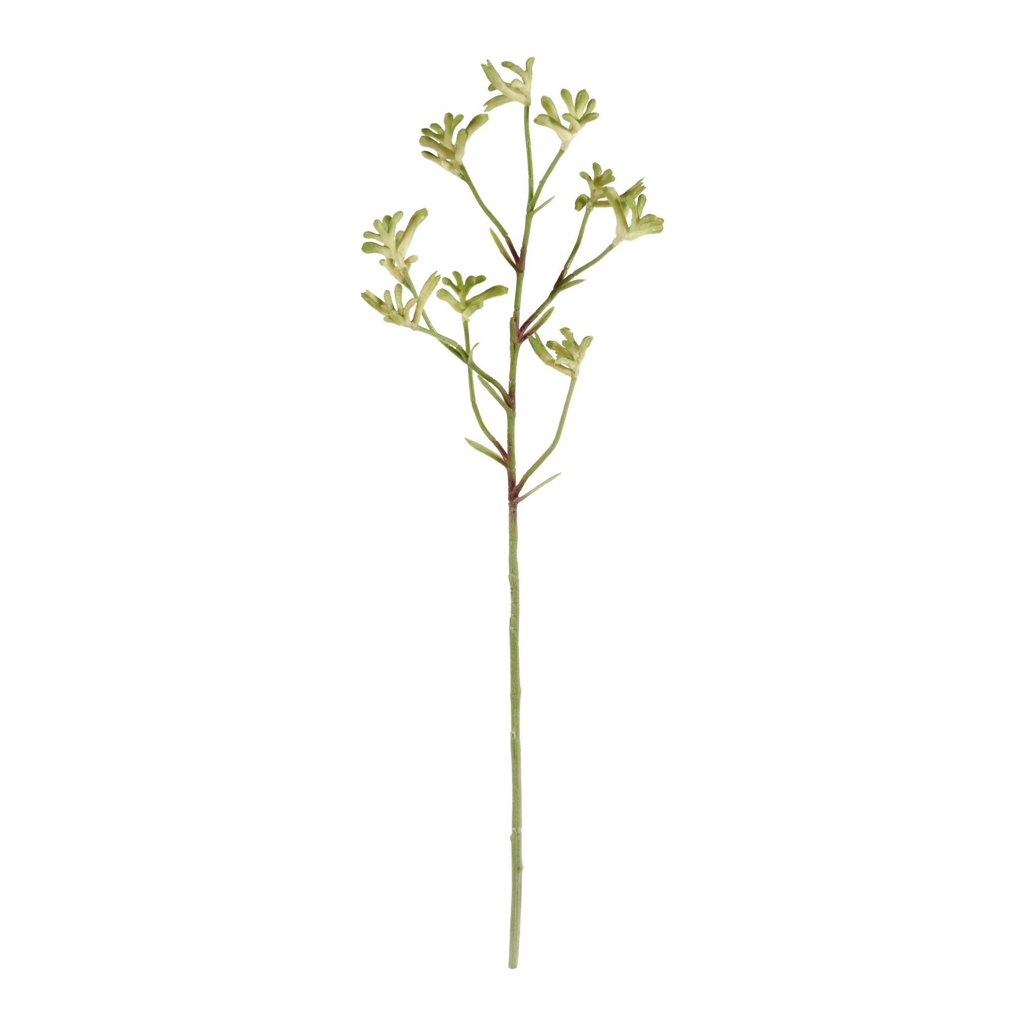 Ramo di canguro 70 cm - verde