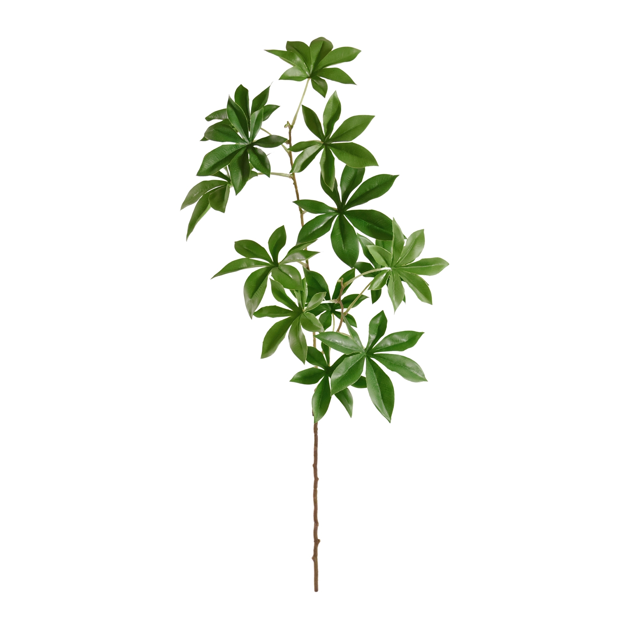 Ramo di Adansonia 80 cm