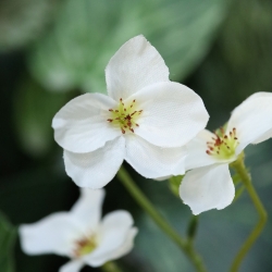 Ramo di fiori artificiale Nigra crema 90 cm