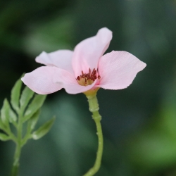 Ramo di fiori artificiale Nigra rosa 90 cm