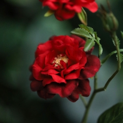 Ramo di Rosa Selvatica Artificiale 71cm Rossa