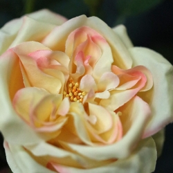 Ramo di rosa artificiale Austin giallo 52 cm
