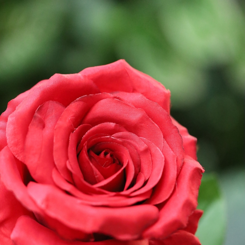 Ramo di rosa artificiale Elegance rosso 63 cm