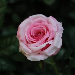 Ramo di rosa artificiale Elegance rosa 63 cm