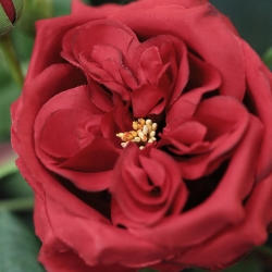 Ramo di rosa artificiale Austin rosso 52 cm