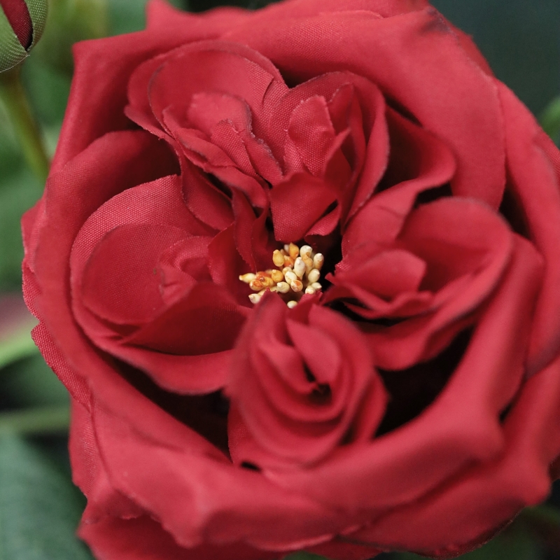 Ramo di rosa artificiale Austin rosso 52 cm
