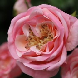 Ramo di rosa artificiale Austin rosa 52 cm