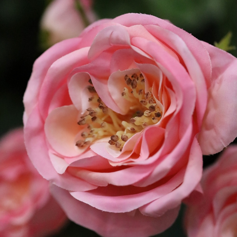 Ramo di rosa artificiale Austin rosa 52 cm
