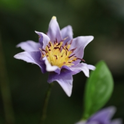 Ramo di Clematide Artificiale 92cm Viola