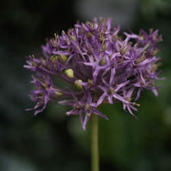 Ramo di Allium Artificiale 61cm Viola