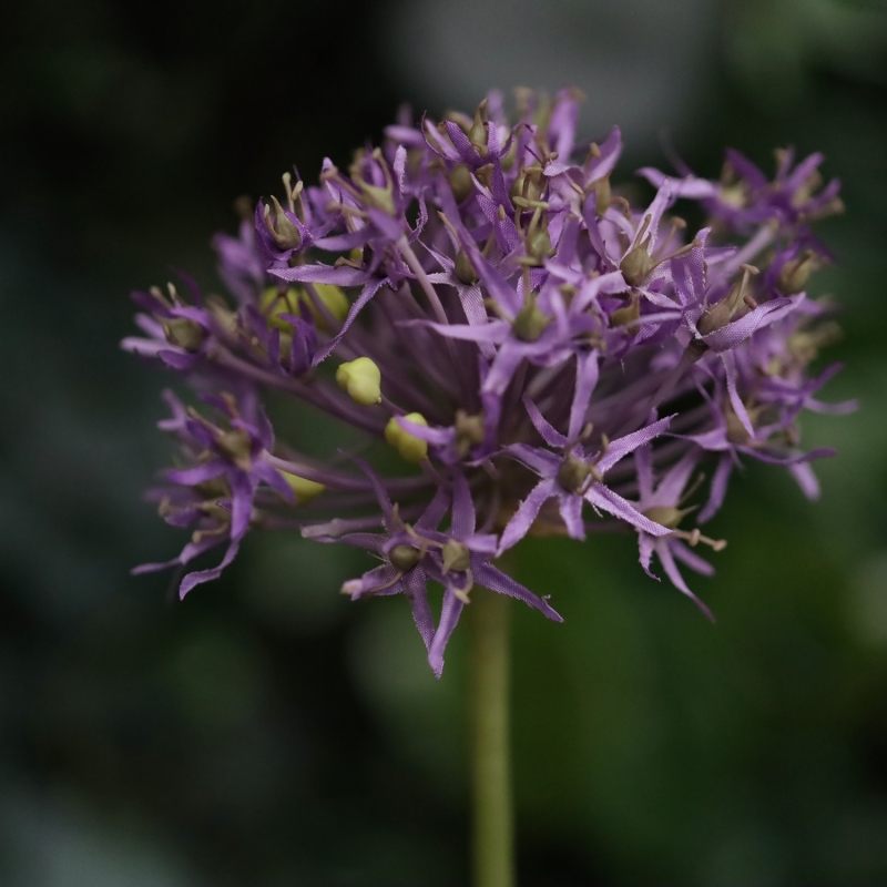 Ramo di Allium Artificiale 61cm Viola
