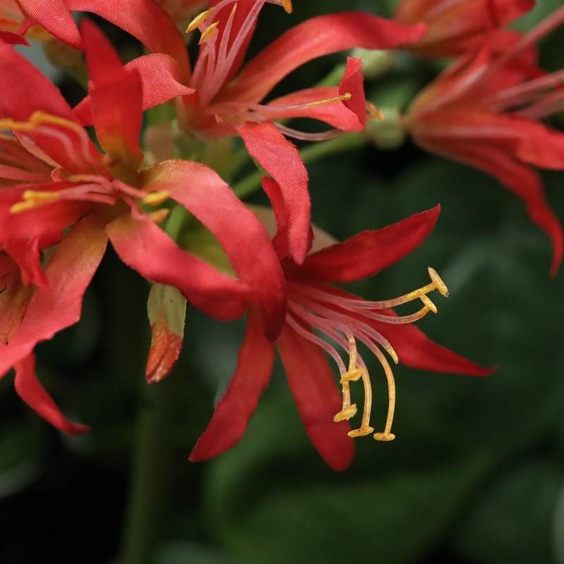 Nerine Lily Fiore artificiale 70 cm arancione