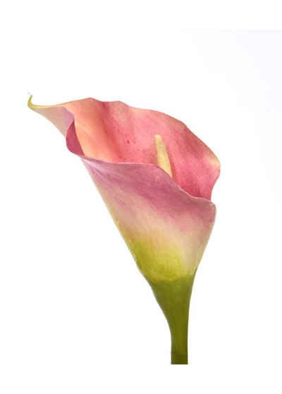 Fiore artificiale Calla deluxe 55 cm rosa