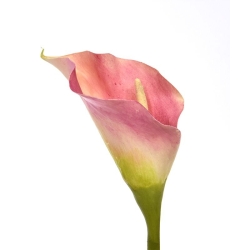 Fiore artificiale Calla deluxe 55 cm rosa