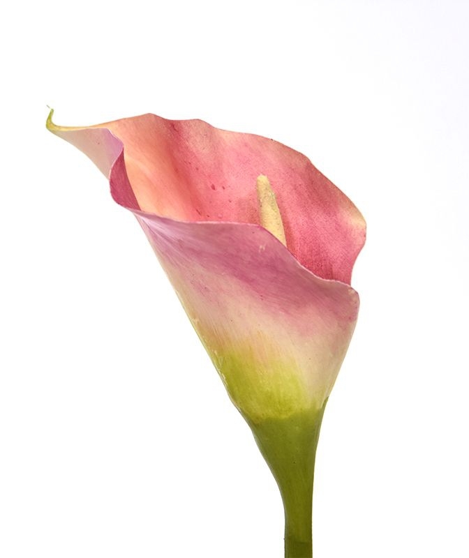 Fiore artificiale Calla deluxe 55 cm rosa