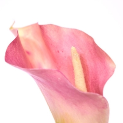 Fiore artificiale Calla deluxe 55 cm rosa