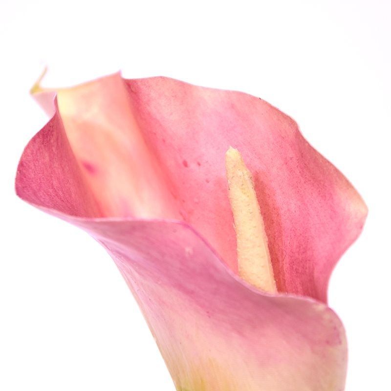 Fiore artificiale Calla deluxe 55 cm rosa