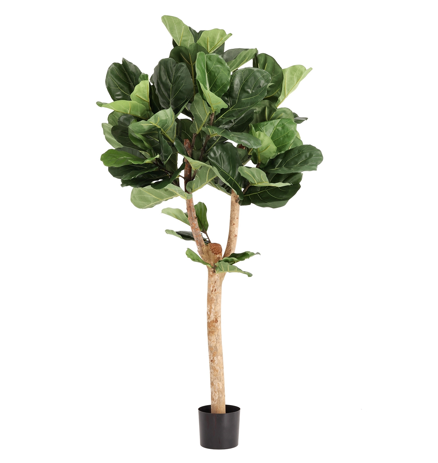 Artificiale Lyrata Deluxe Y Albero 170cm in vaso