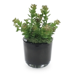 Mini bouquet di Sedum 18 cm