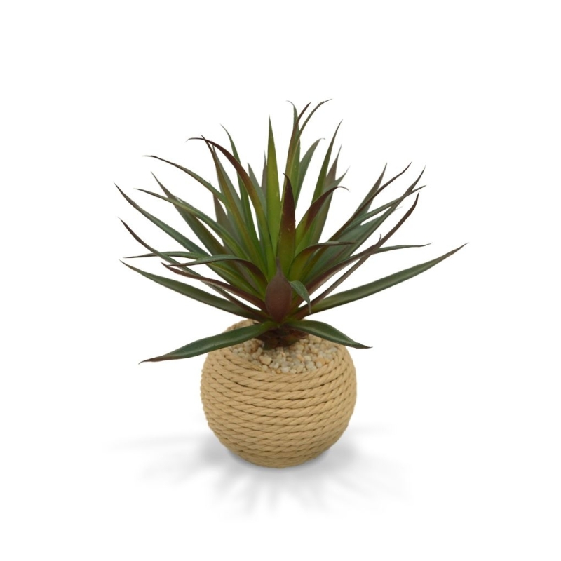 Mini Marginata in vaso di corda