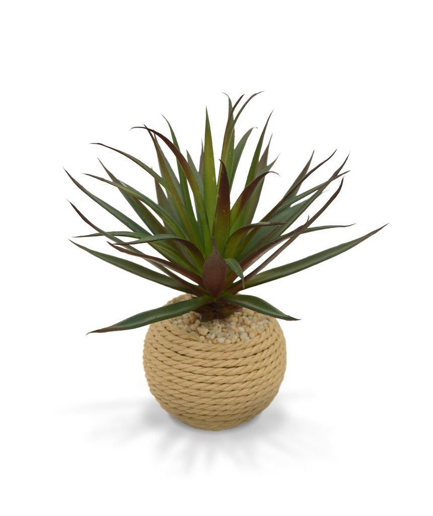 Mini Marginata in vaso di corda