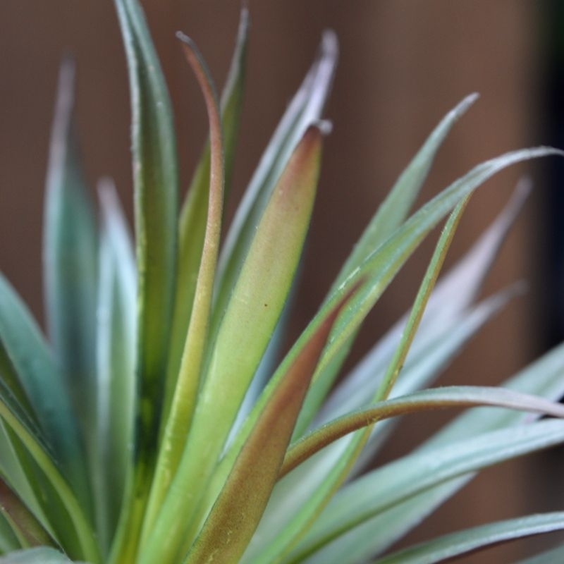 Mini Marginata in vaso di corda